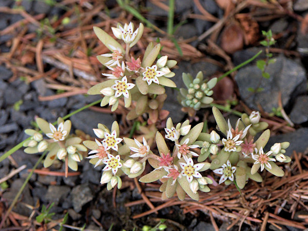 Spanish Stonecrop.