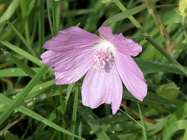 Musk-mallow.