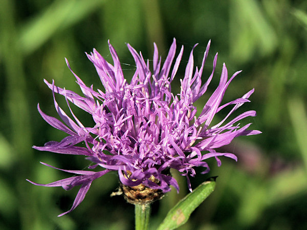 Blühende Kornblume.