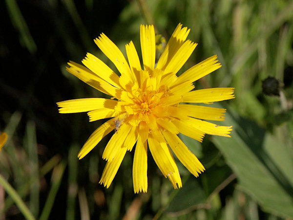 Mouse-ear hawkweed.