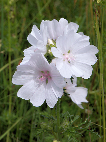 Moschus-Malve am Polevský vrch (Blottendorfer Berg).