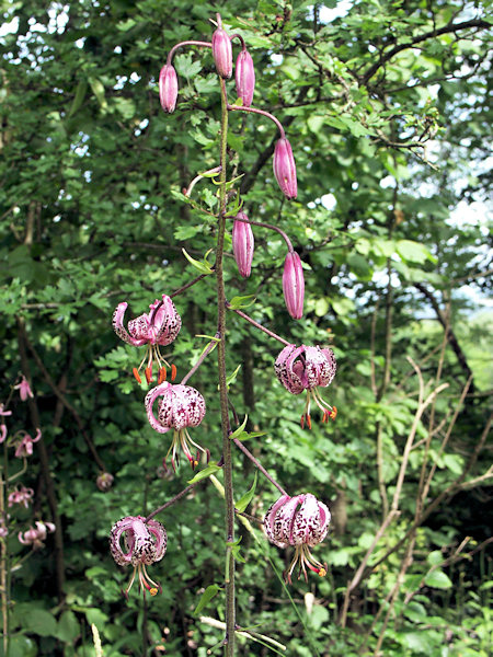 Flowering Martagon Lily at Sokolík.