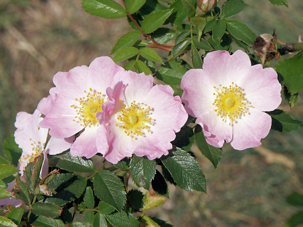 Flowers of Rosa canina.