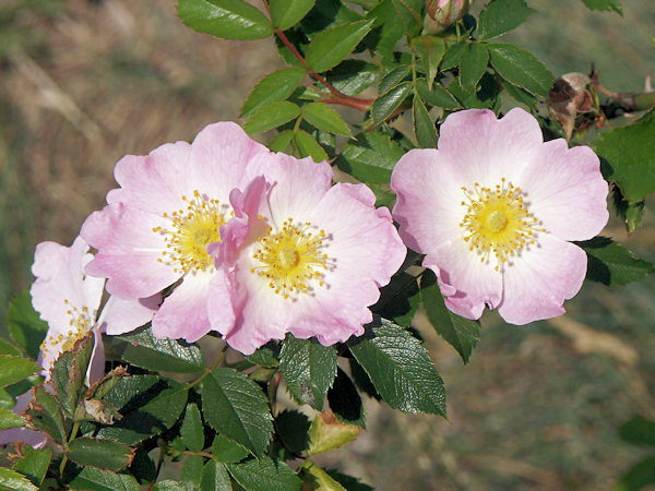 Blüten der Heckenrose.