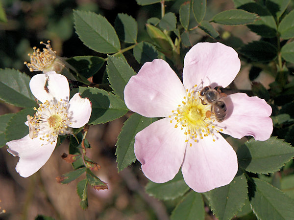 Flowers of Rosa canina.