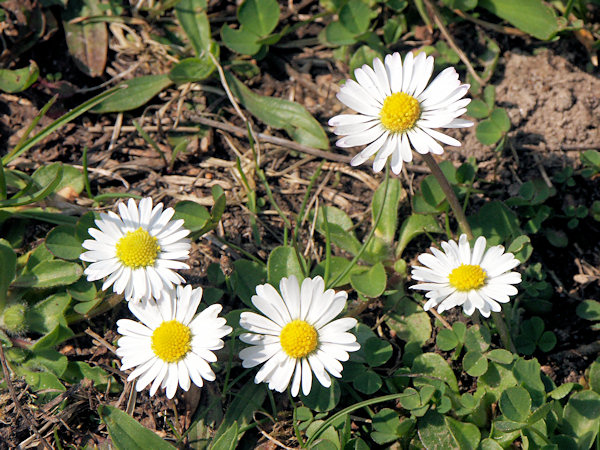 Marguerites.