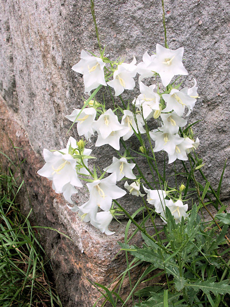 White flowering Bellflower at the old forge above Jonsdorf.