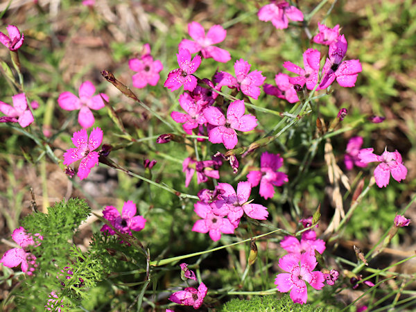 Flowering Dianthus.