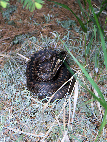 Coiled European viper under the Malý Stožec-Mt.