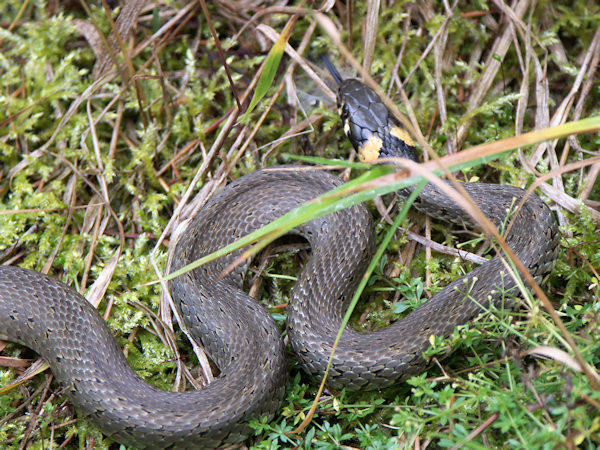 Lauernde Ringelnatter im Gras am Kobyla-Berg (Hengstberg).