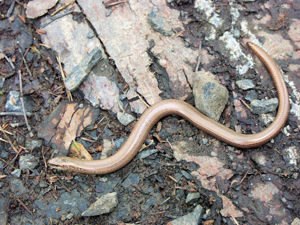 A slow-worm at the Zelený vrch-Mt.