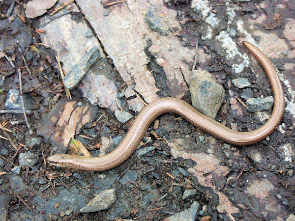 Blindschleiche am Zelený vrch (Grünberg).