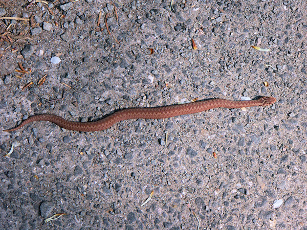 An European viper.