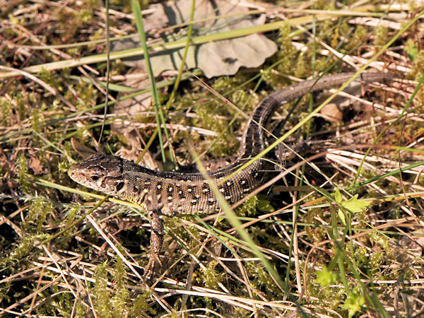 A lizard in the gras.