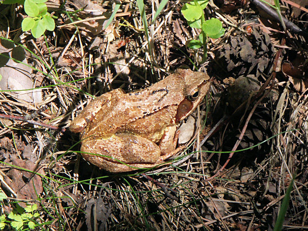 Grasfrosch.