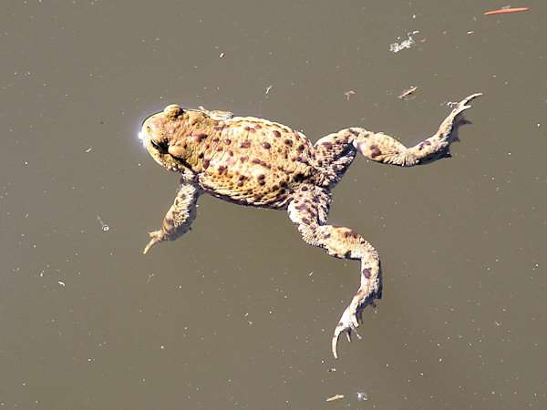 A toad in the pond Malý Jedlovský rybník.