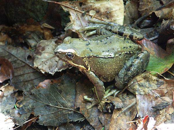 Edible frog.