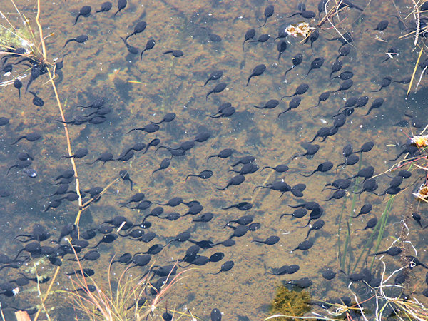 Tadpoles in the Hraniční rybník pond.