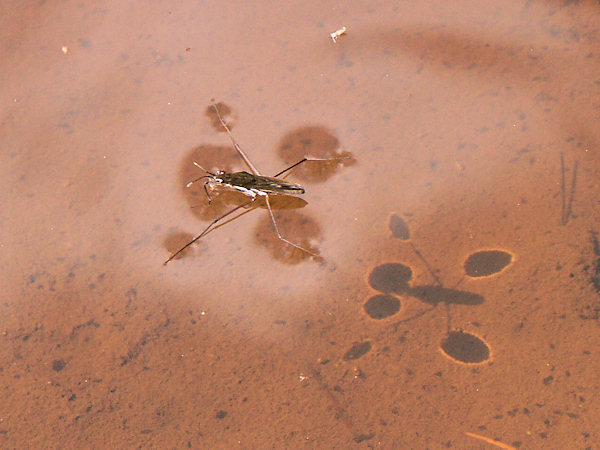 Wasserläufer auf dem Spiegel einer Wasserpfütze.