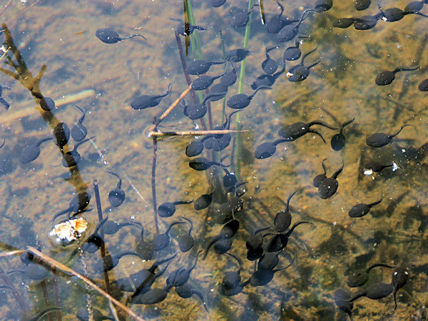 Tadpoles in the Hraniční rybník pond.