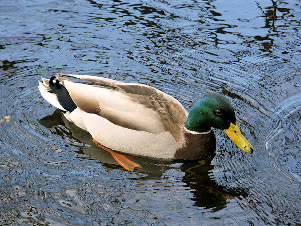 Male of wild duck.