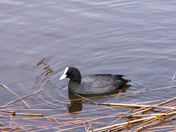 Eurasian Coot.