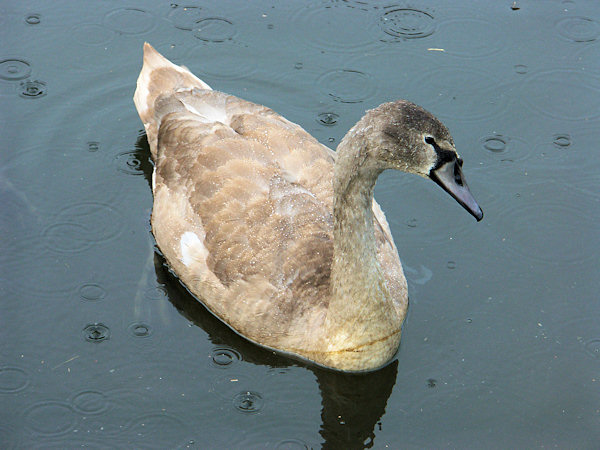 Young mute swan.