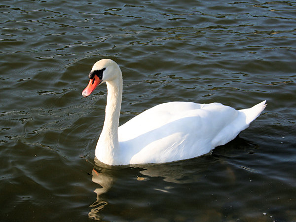 Mute swan.