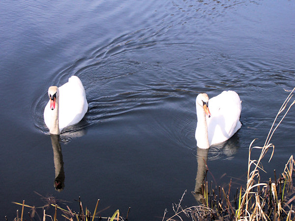 Swans on a pond.