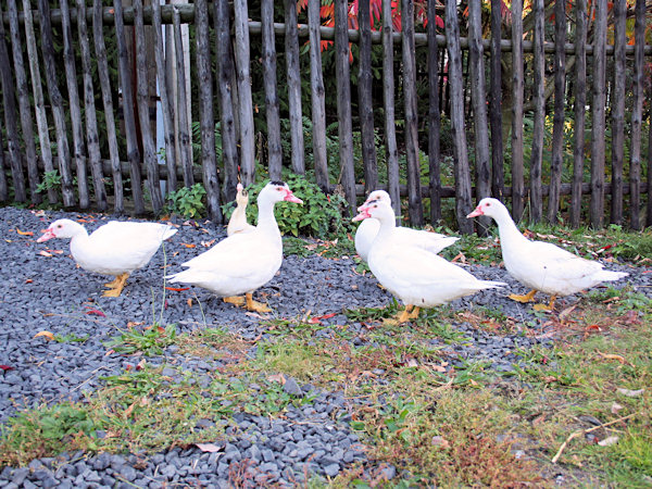 Geese in Rousínov village.