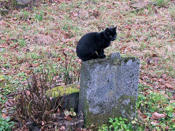 A cemetery cat at Lindava village.