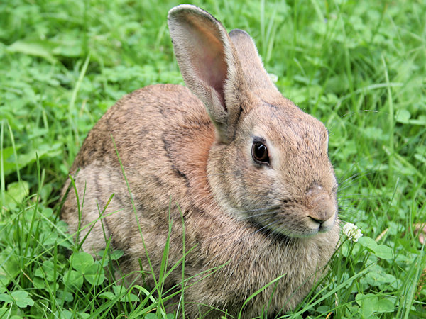 Wildkaninchen.