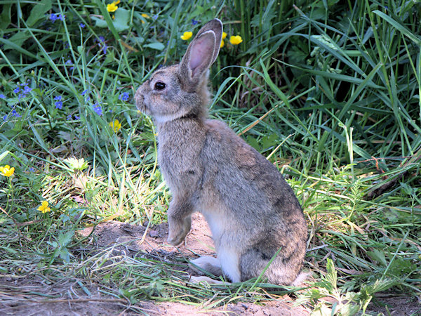 Wildkaninchen.