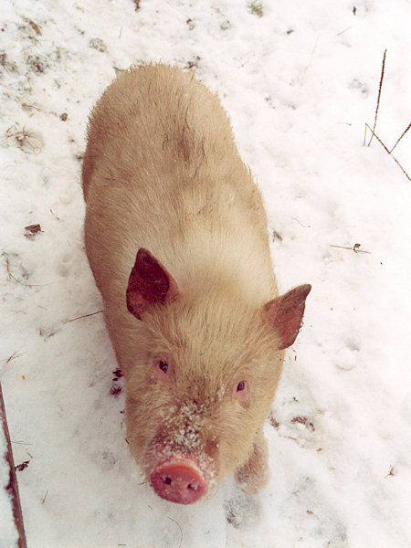 Piglets in winter.