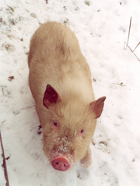 Ferkel im Winter.