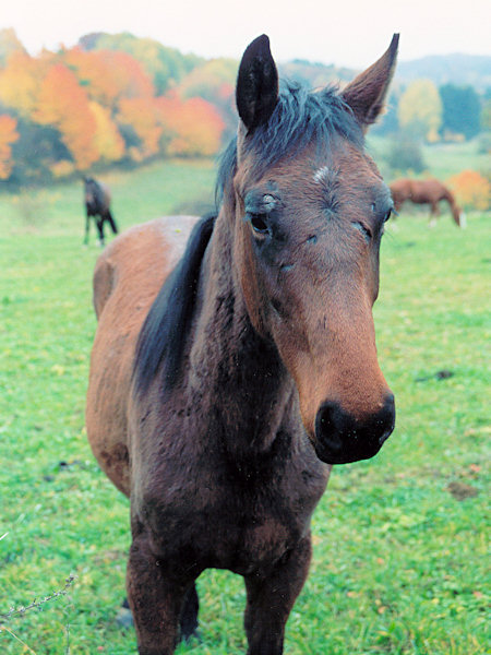 Pferd auf der Weide.