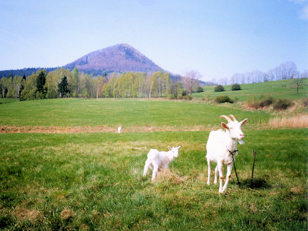 Goats under the Klíč-Mt.