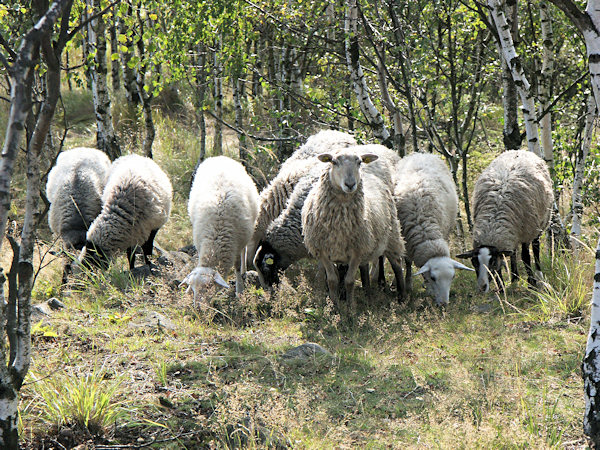 Verirrtes Schaf am Malý Stožec (Kleiner Schöber).