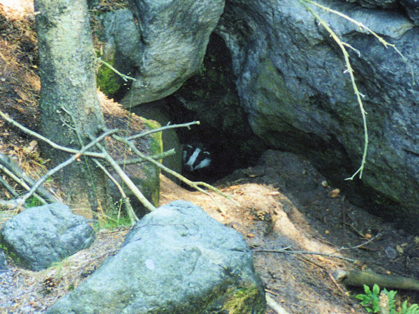 A badger in its burrow under the Studenec-Mt.