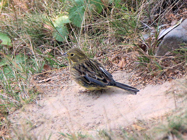 Yellowhammer.