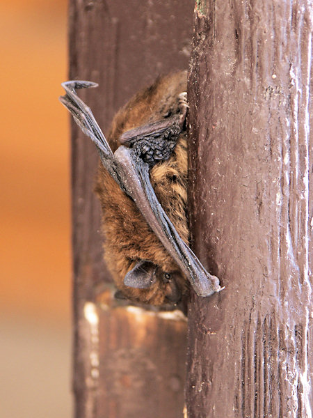 A sleeping bat.