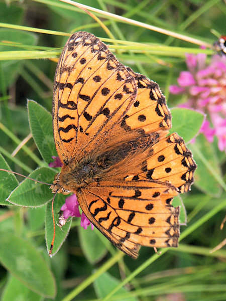 Queen of Spain Fritillary.