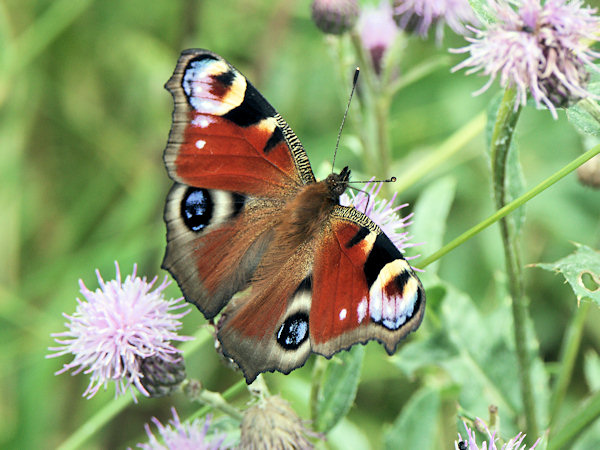 European Peacock.