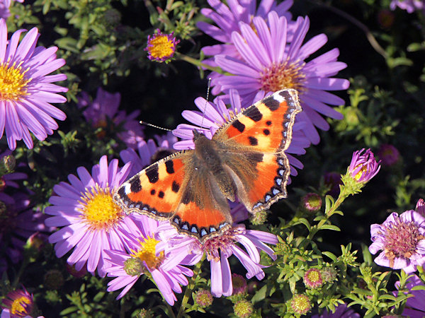 Small Tortoiseshell.