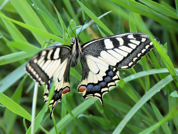 Old World Swallowtail.