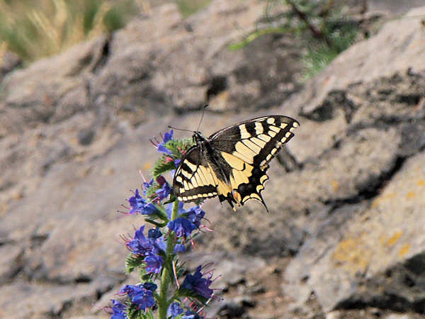 Old World Swallowtail.