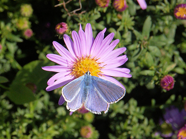 Common Blue.