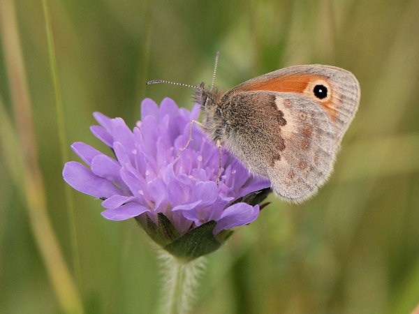 Wall Brown.