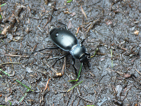 Laufkäfer am Weg unter dem Töpfer.