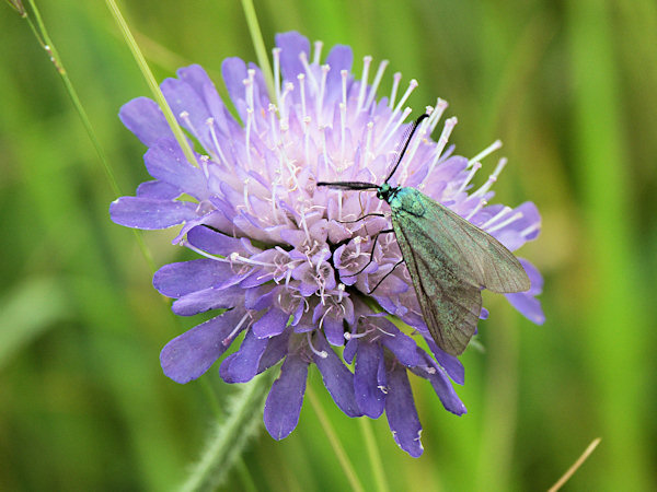 Schmaus an einer Blüte der Acker-Witwenblume.